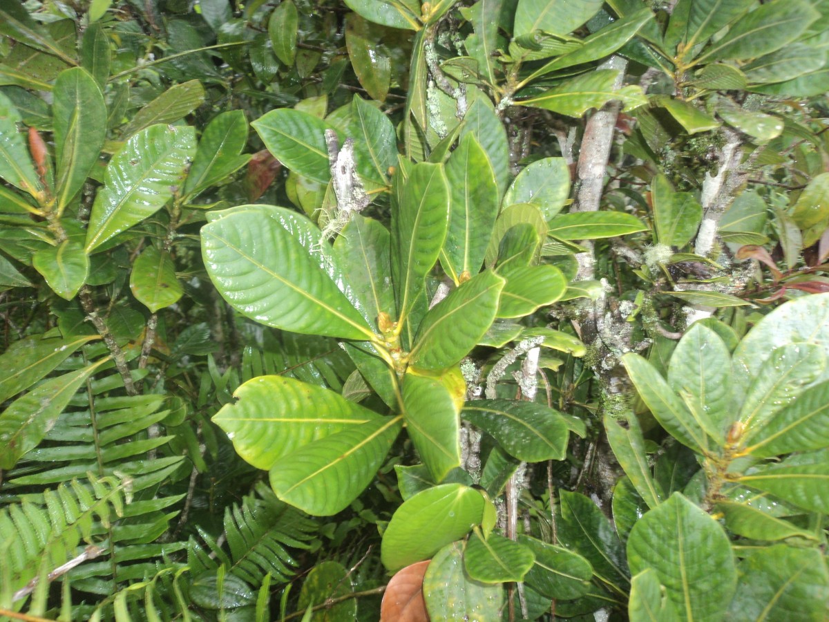 Agrostistachys borneensis Becc.